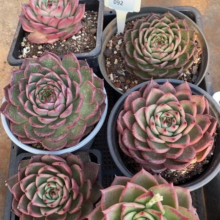 D092- 直播福利 六颗