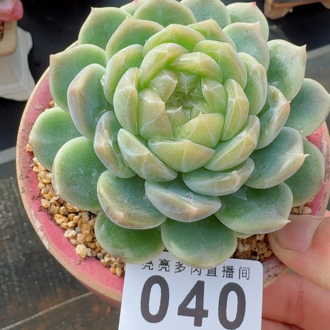 泼天富贵母本      愿你一路坦途，乘风破浪展宏图