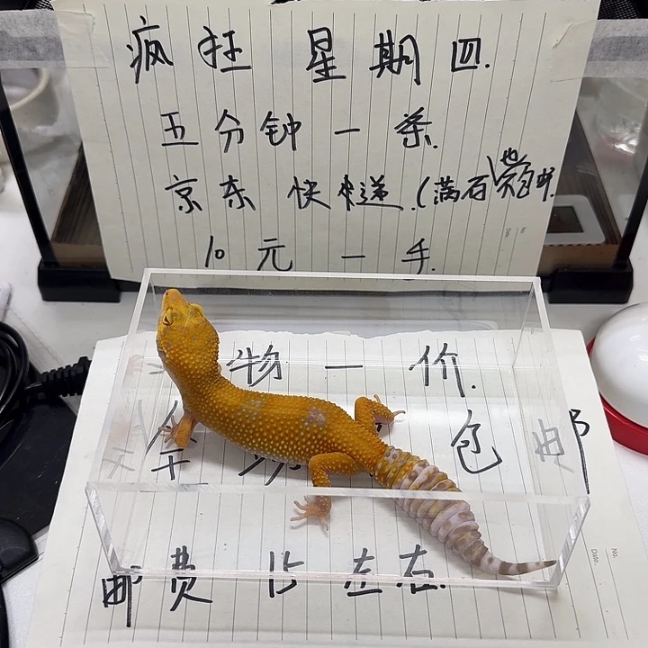 豹纹守宫013？ ncnn