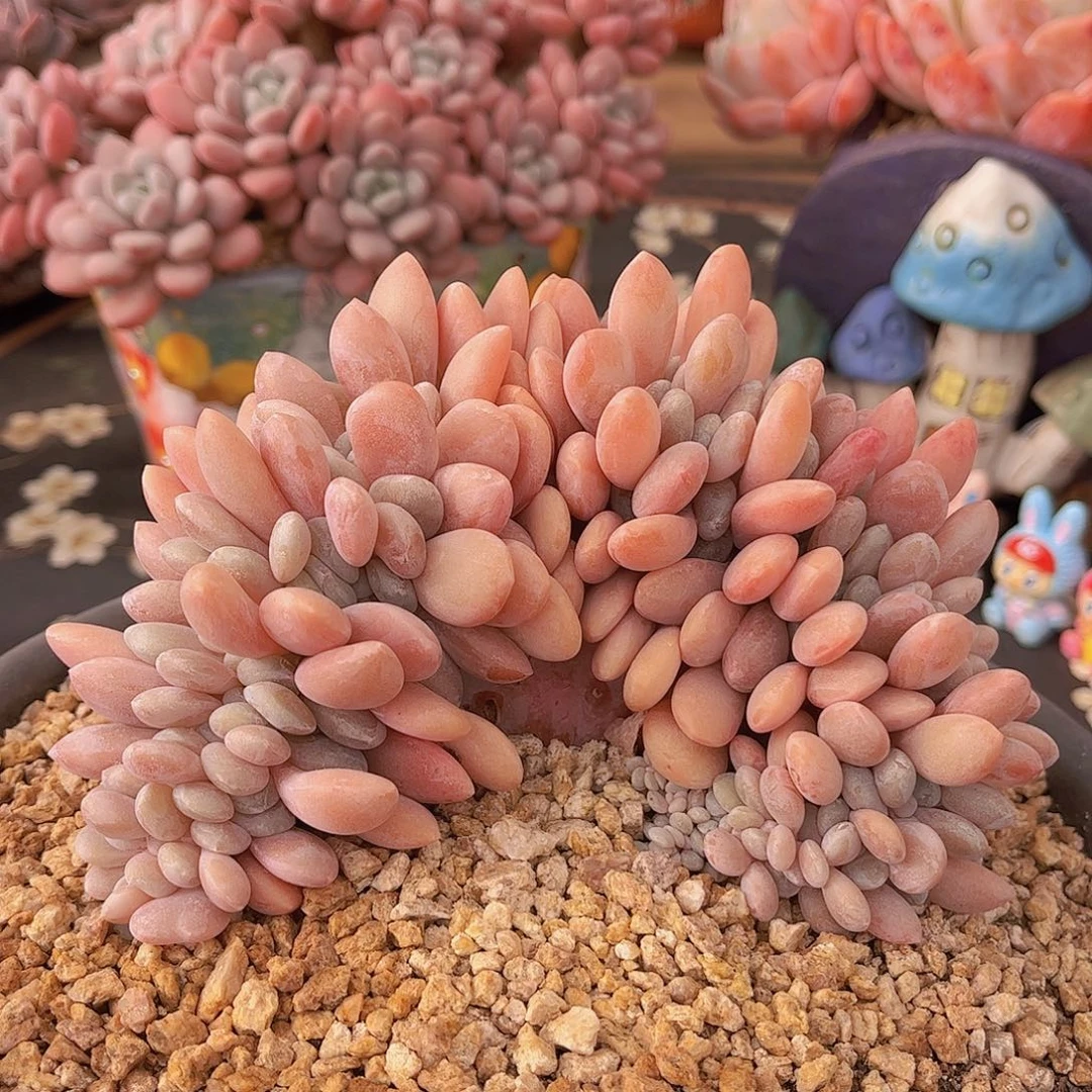 韩版粉兔缀精品多肉