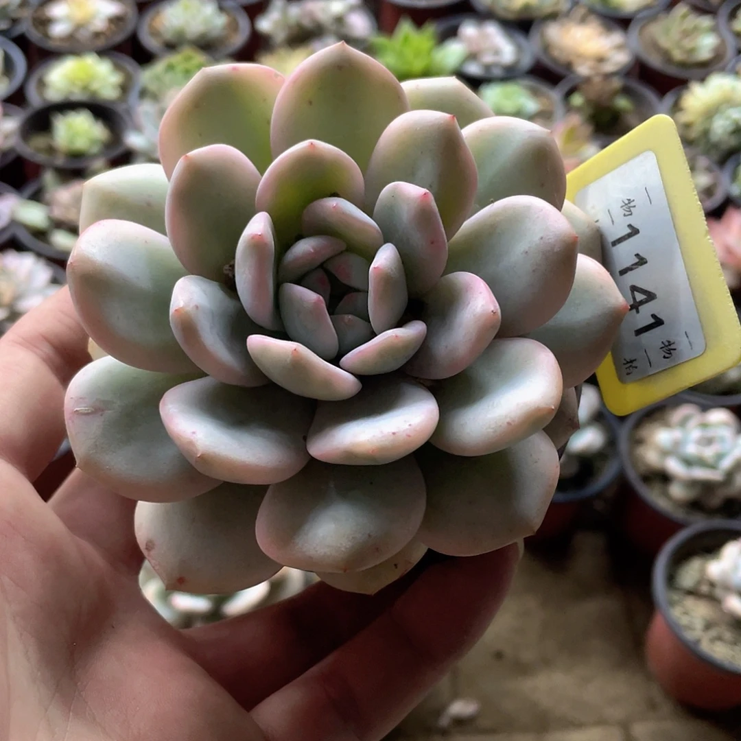 永***里1141号多肉植物盆栽