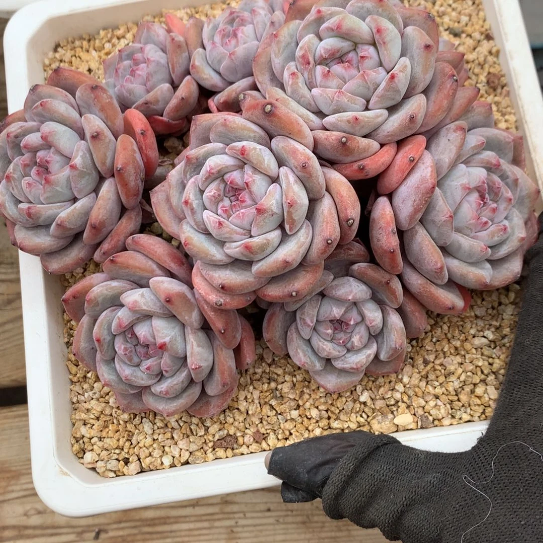 在**方A738售后范围：签收起7天内，录开箱视频