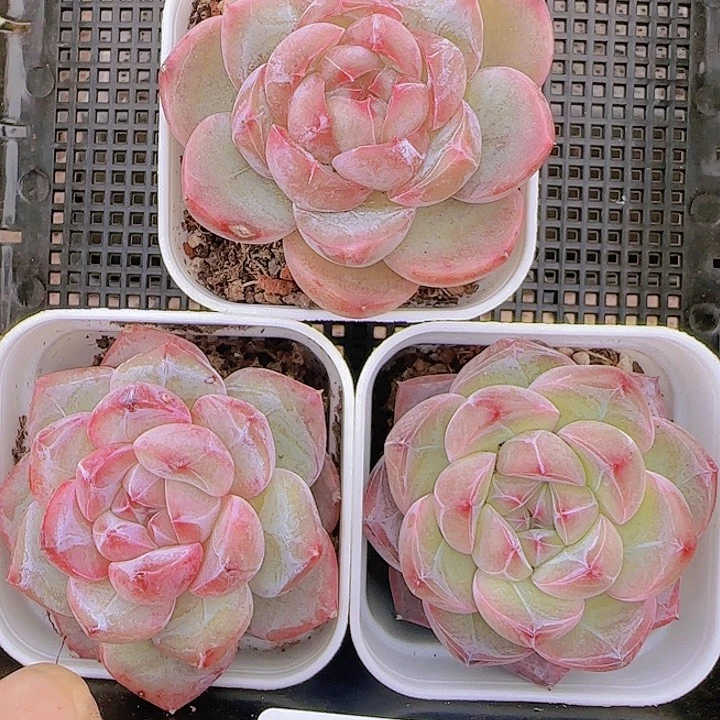 花时光精品多肉23