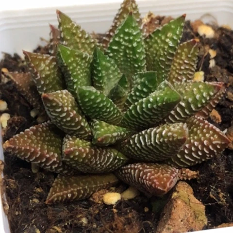 稀有原始硬叶带盆发货哈哈哈