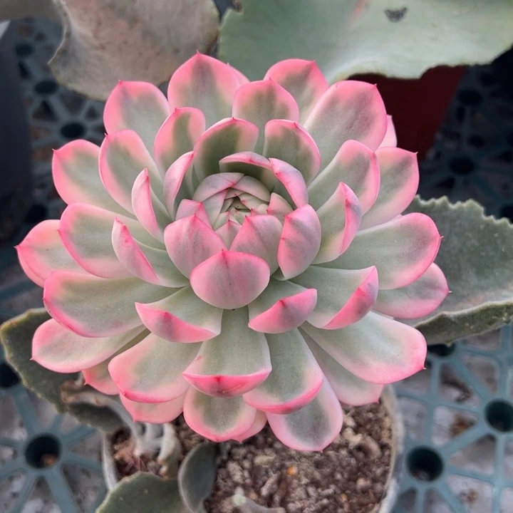 粉水晶锦一物一拍锦龙