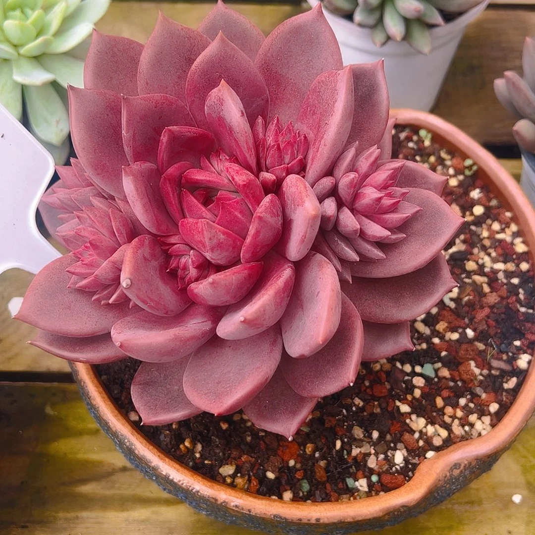 青***室多投植物红糖卡九个头