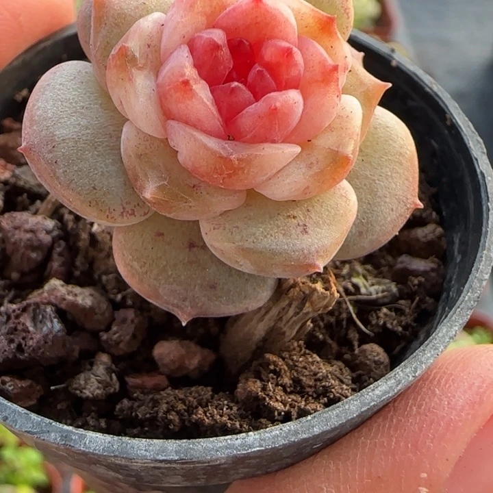 41绝绝子多肉一颗