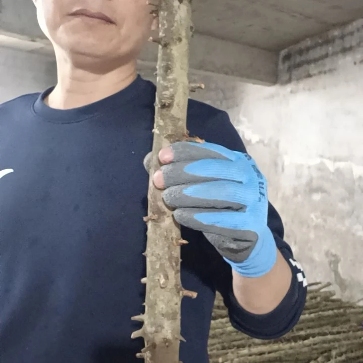 稳定木自*人高山 檬子木文玩料