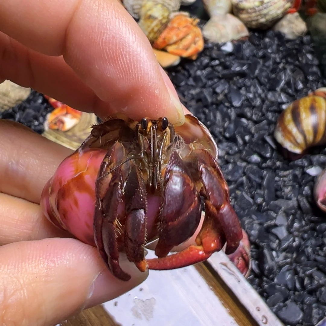 陆生寄居蟹39号拍品