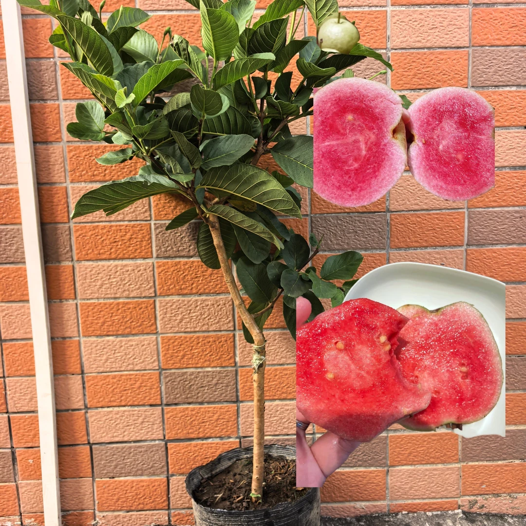 红宝石芭乐番石榴苗少籽或者无籽芭乐风味极好原杯原土发四季品种