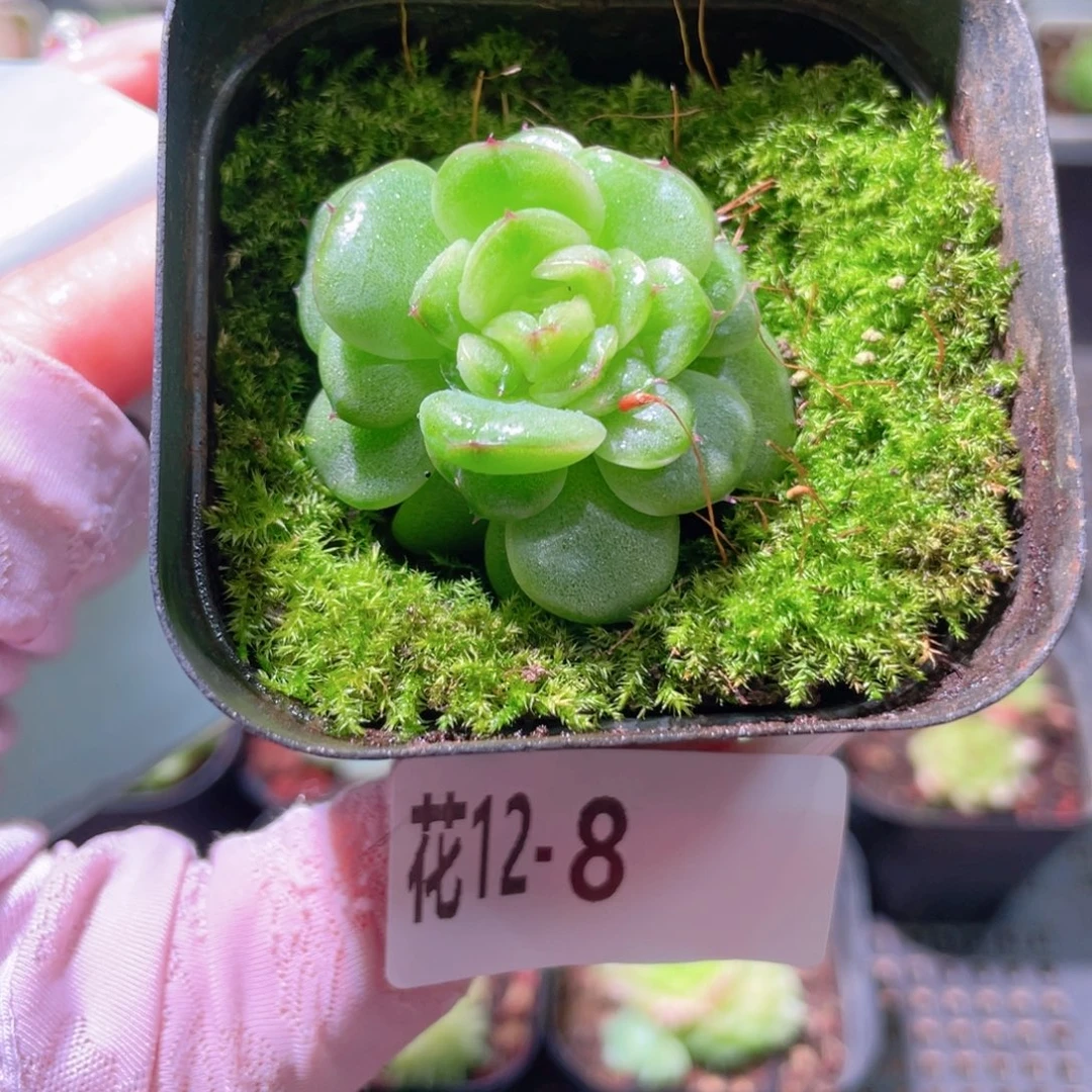 花利美12-8新品单头