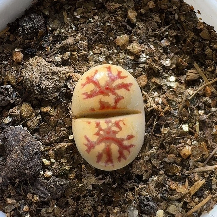 生石花11111。  1.5左右。   126
