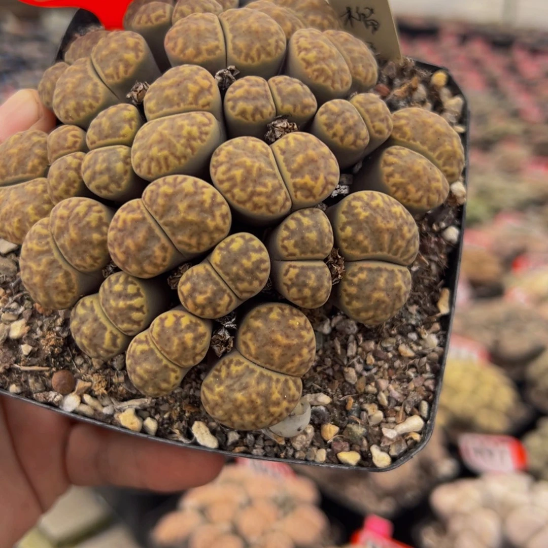 035 生石花大群生大群生