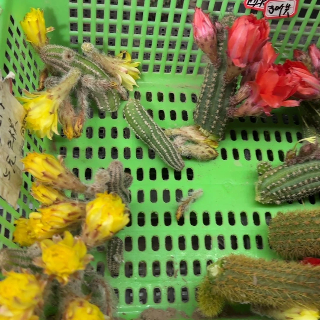 白檀10品5公分左右瑕疵