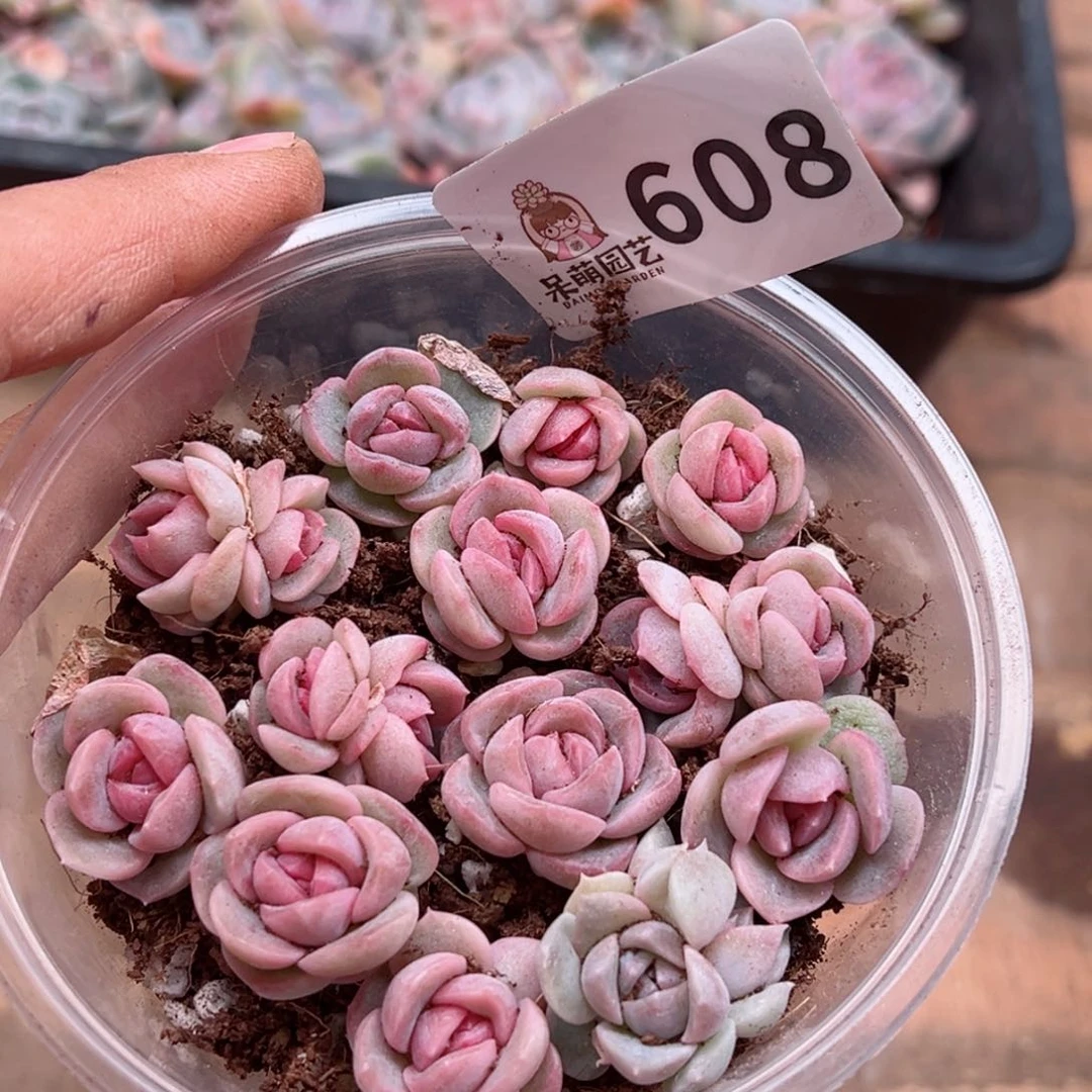 多肉植物多肉植物