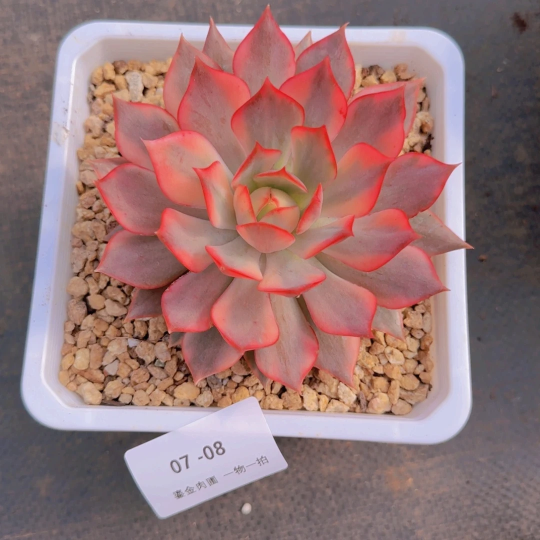 团***团07-08火莲锦