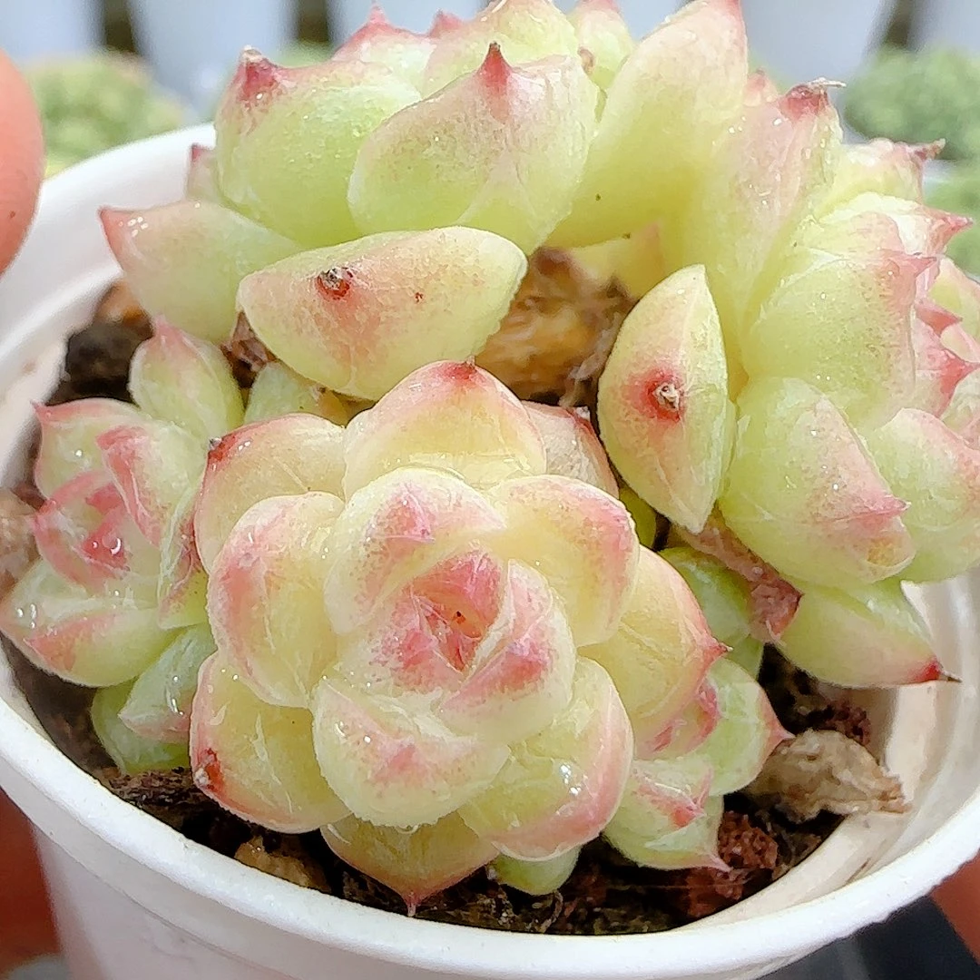【闪购商品】0928-6开播福利