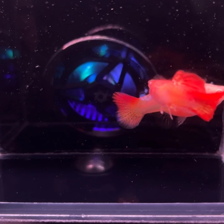 孔雀鱼红龙白子玻璃猫1对