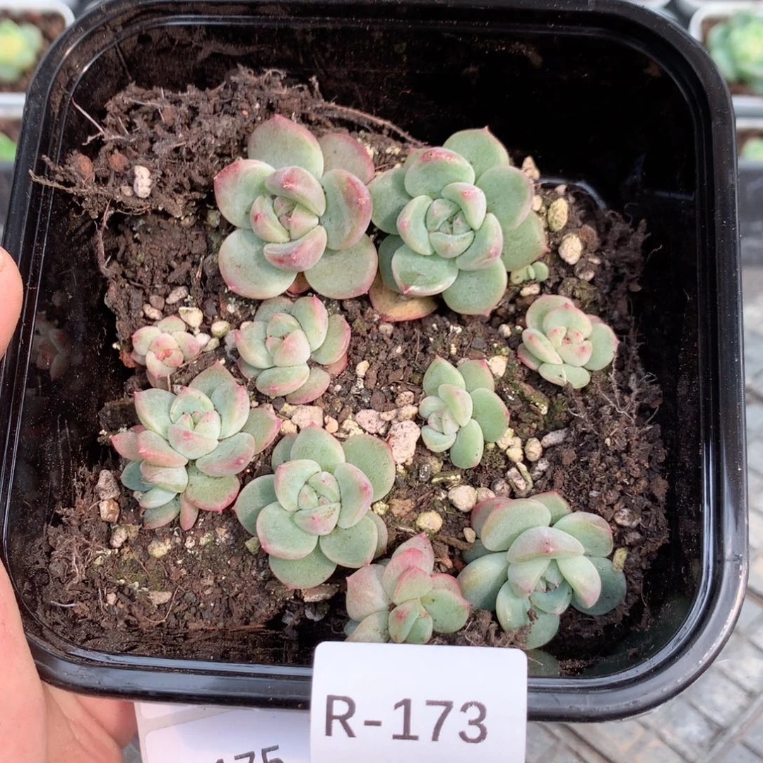 无花朵R173英语英语