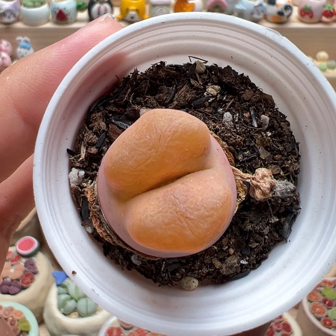 多肉植物178号毛毛