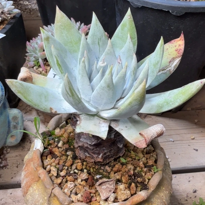 9535雪山仙女杯多肉