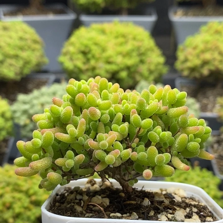 蜜橘糖球6637枝干番杏