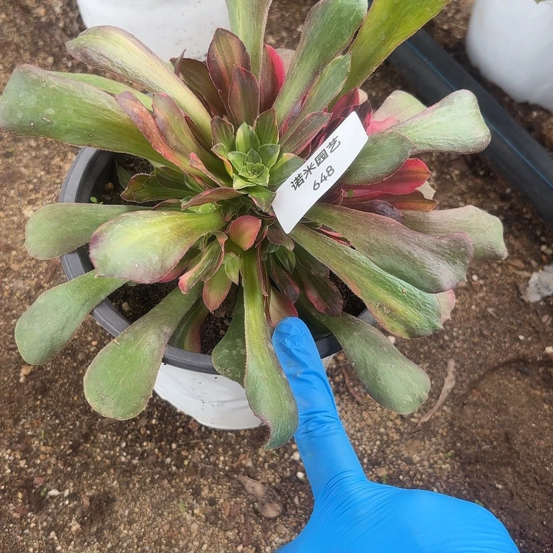 流星雨手捧多肉植物为648