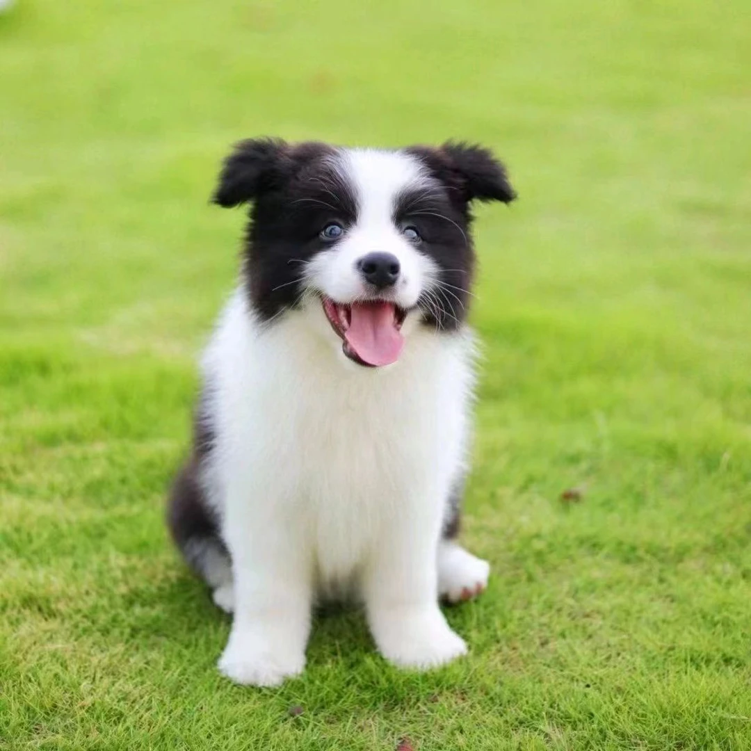 宠物相框定制狗狗相册