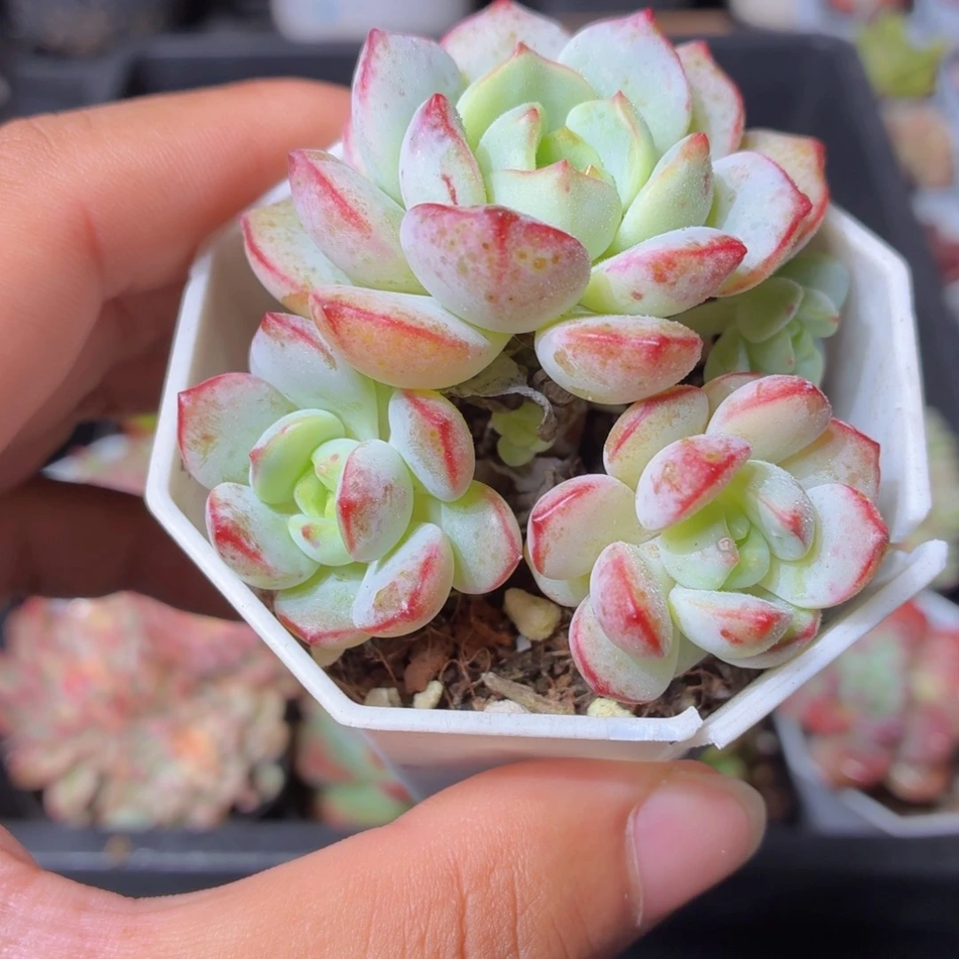 香草多肉9.9包邮发货