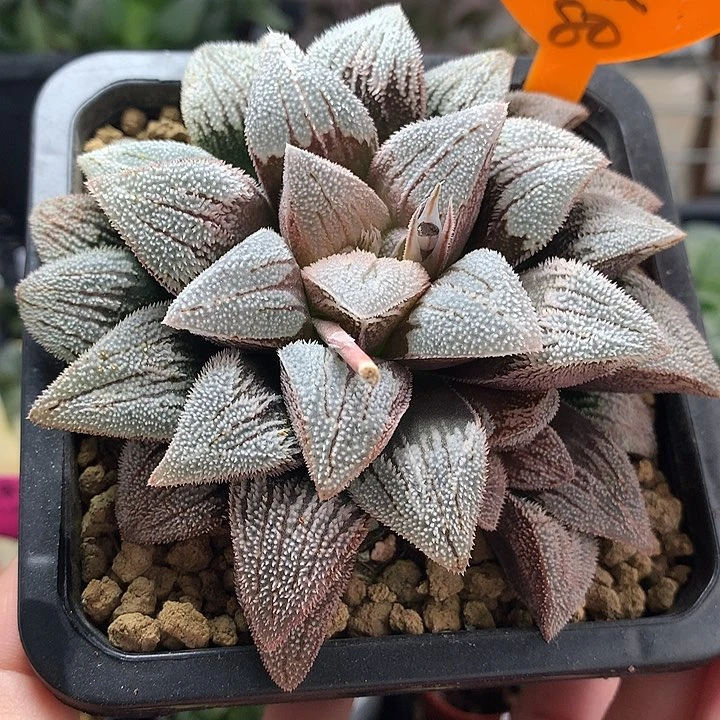 美吉实生选拔一物一拍