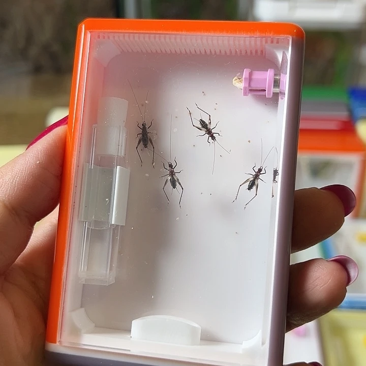 蟋蟀无虫盒哈哈哈哈哈哈哈哈