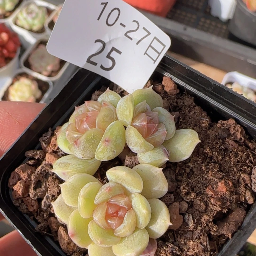 白色恋人三头小老桩