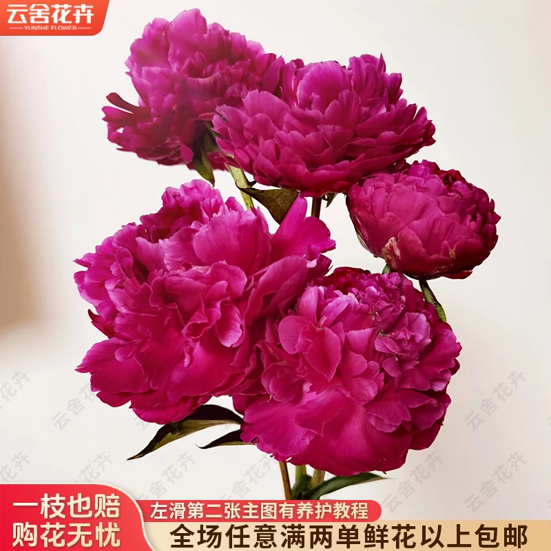 【云舍花卉】【卡尔红】芍药【花期短介意勿拍】任意满两单及以上包邮