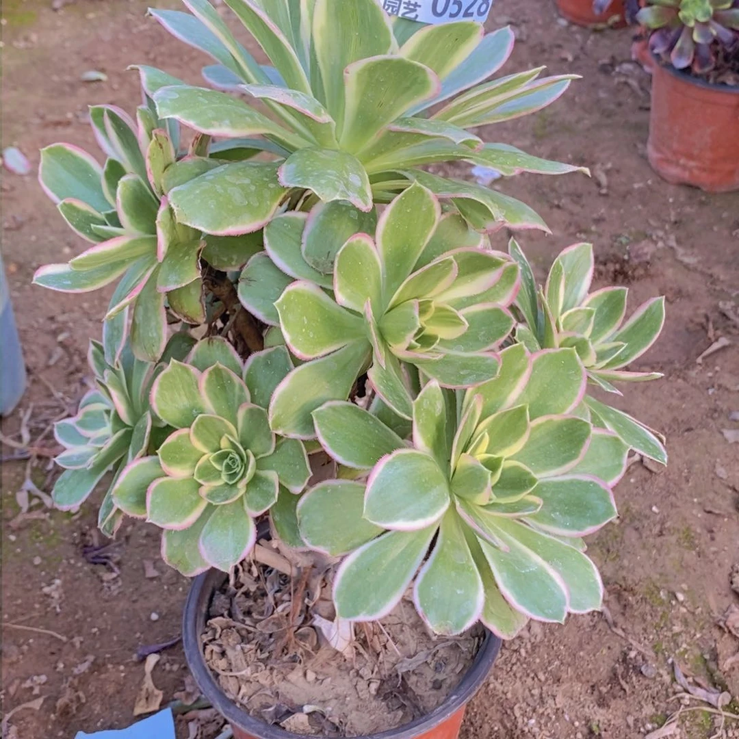 528 号一物一拍多肉植物