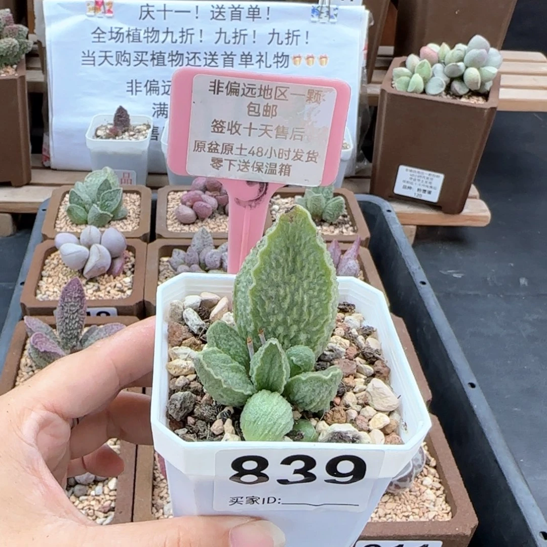 839绿皮微瑕多肉植物