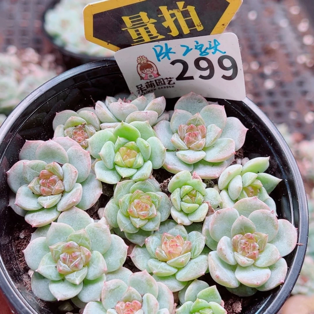 多肉植物多肉植物