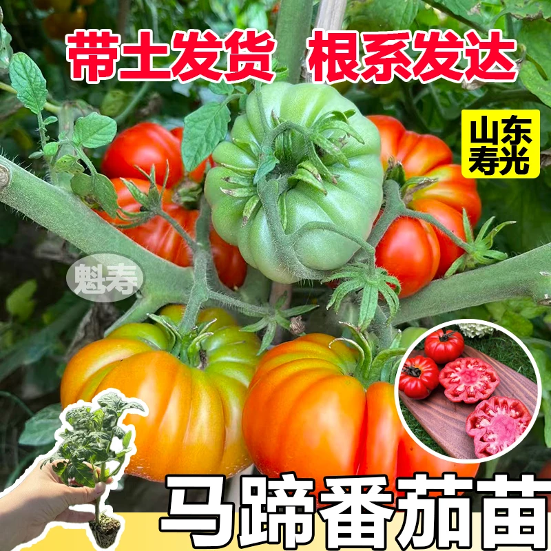 沙瓤爆甜老品种马蹄番茄苗秧丑八怪黑牛排西红柿种子阳台四季盆栽