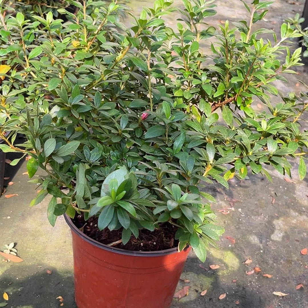 完全开放红之天使