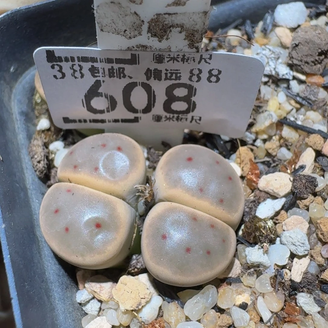 zzzzz精品生石花608
