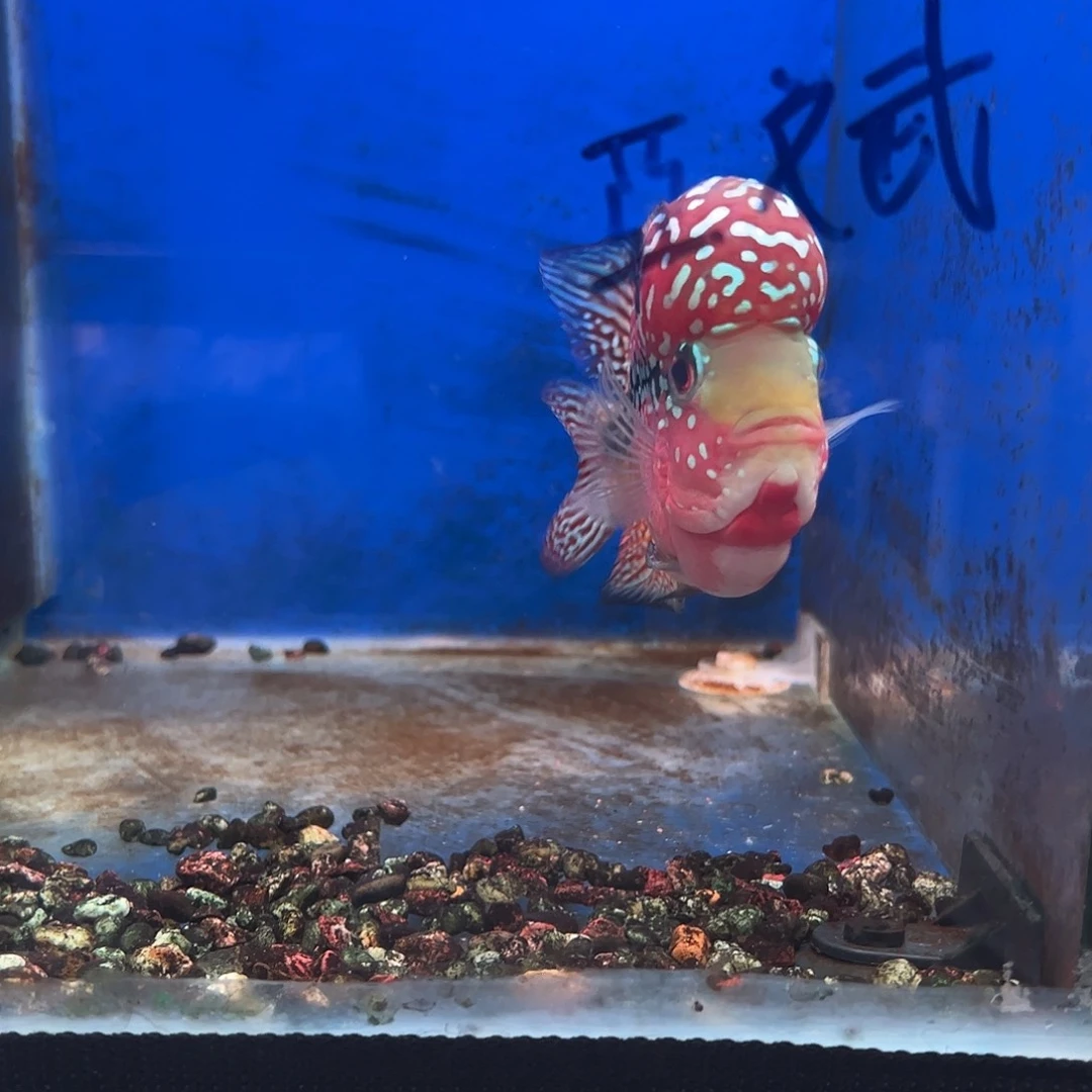 罗汉鱼亞*红黄底金花