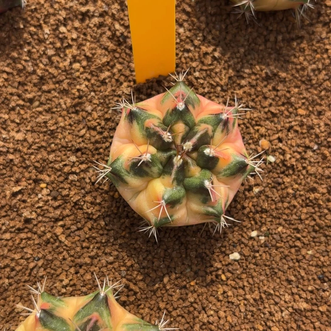 L585-0102泰国发货 小白