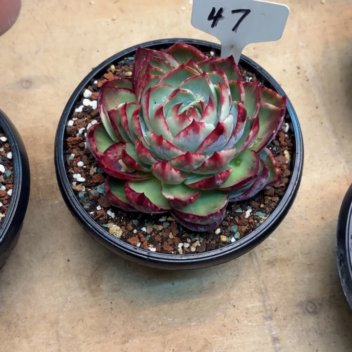 多肉植物，惊鸿仙子47号