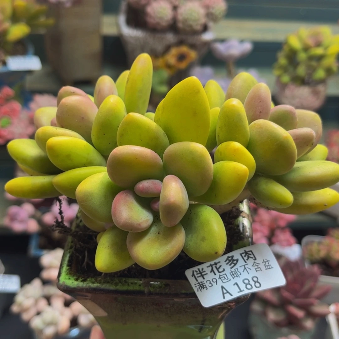 1188芒果奶12cm多肉