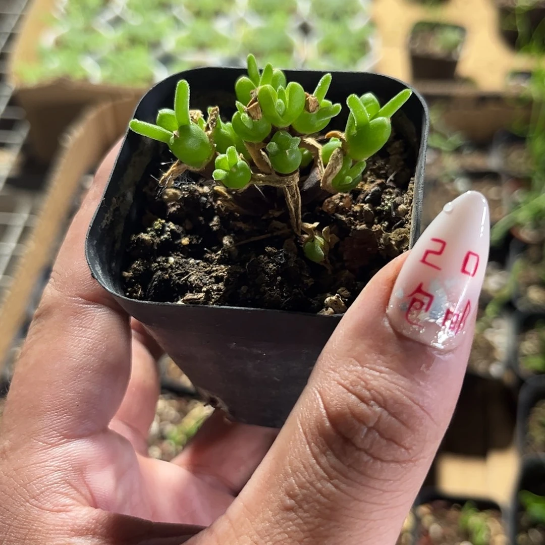 枝干兔子群生单头发货