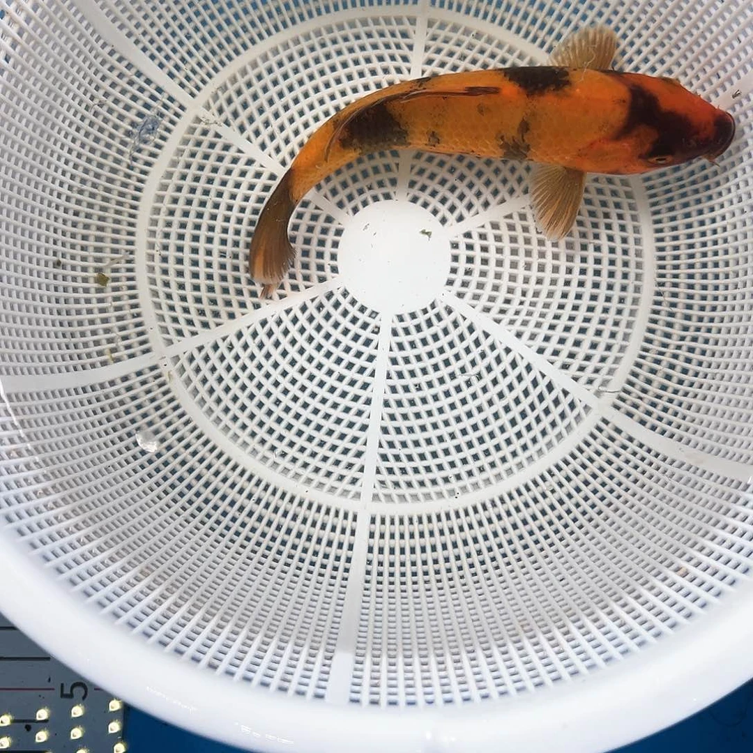 锦鲤鑫泓锦鲤养殖