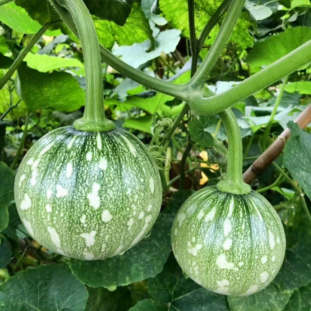 又新鲜又好吃，吃的嫩南瓜