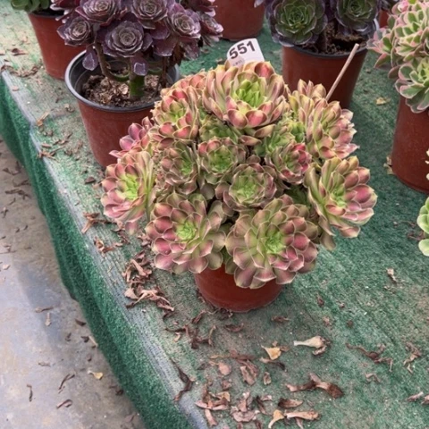 一***言551韶华手捧多肉，