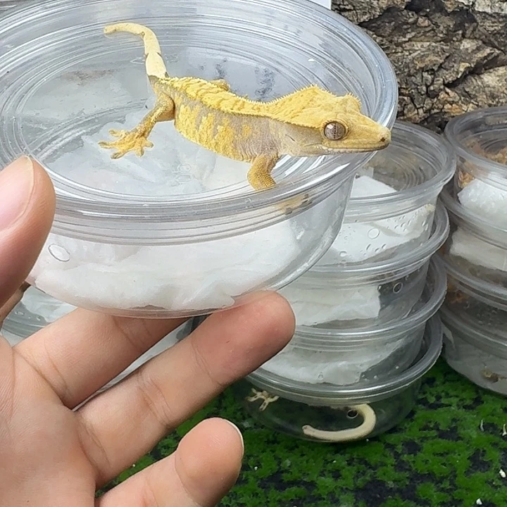 睫角守宫特惠小丑公