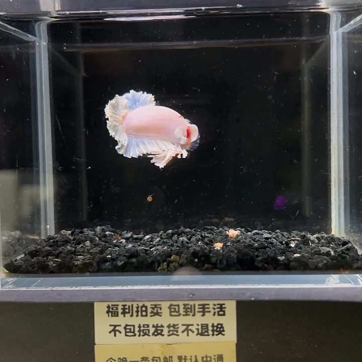 斗鱼竞拍跑单拉黑12日86