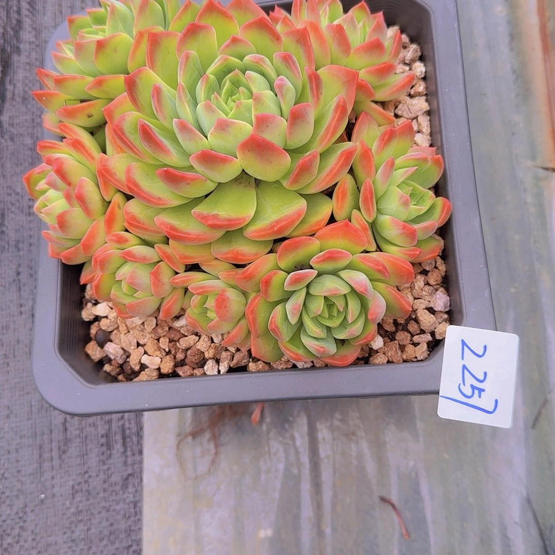 凤***姐2257翠鸟多肉植物